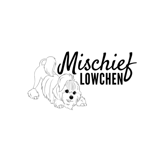 Mischief Löwchen